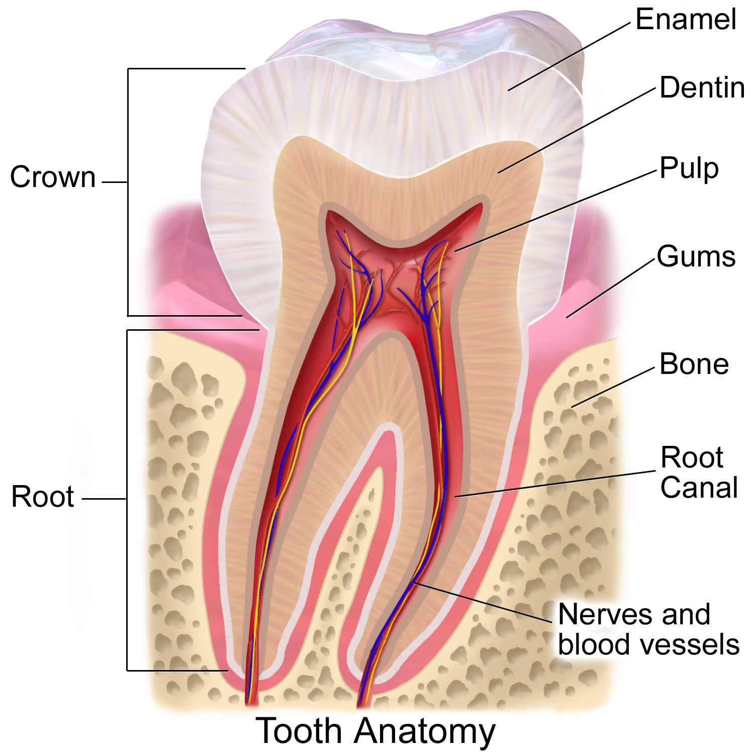 human baby teeth diagram