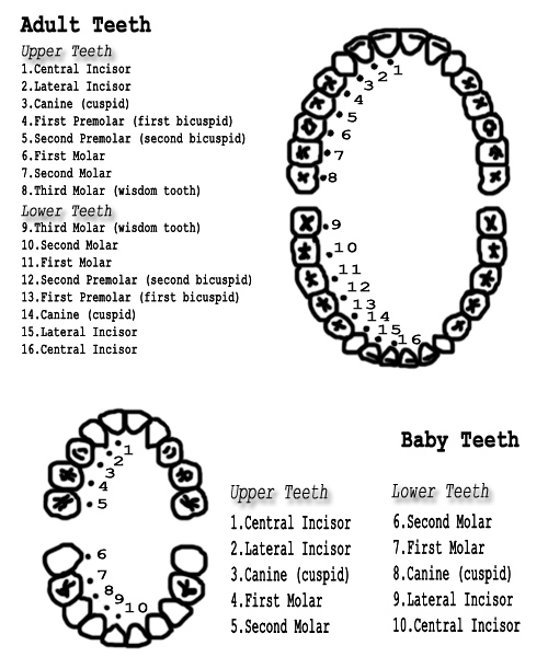 labeled diagram of adult and baby teeth